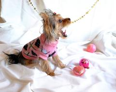 Yorkshire Terrier Dog plays among christmas decorations