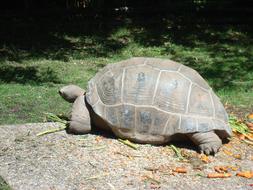 goodly Turtle Carapace