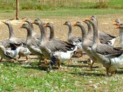 Goose Nature farm