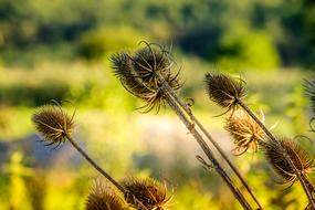 Weberkade Plant Nature