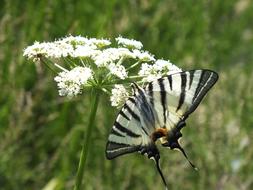 Butterfly insect in fauna