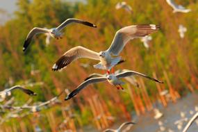 goodly Seagull, bang pu, Thailand