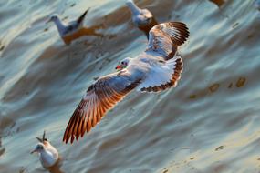 Beautiful and colorful flying seagull with open wings over other birds on the water in Bang Pu, Thailand