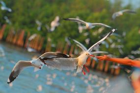 Feeding Seagull