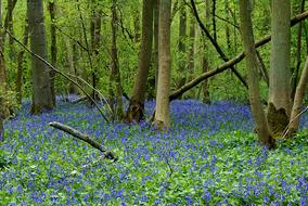 Bluebells Green Nature