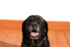 Black Labrador Dog with open mouth