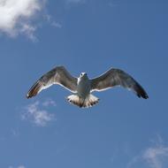 Beautiful and colorful, flying Herring gull at blue sky with white clouds