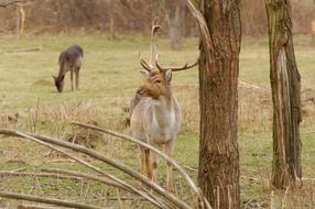 animals with horns in the forest