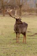fabulous Cervidae Cuckold Animal