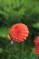 Chrysanthemum Nature Flowers
