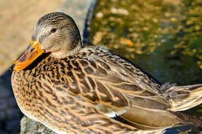 fabulous Duck Bird Water