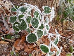 Leaves Ice Forest