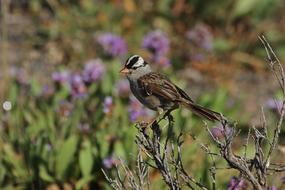 goodly Crowned Sparrow Bird