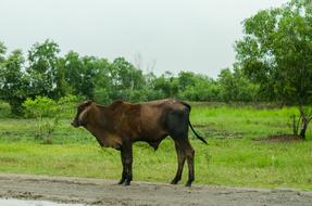 Cow Nature Green