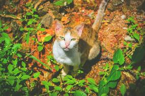 orange-white cat sitting on the lawn in the forest