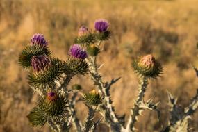 wild Plant Flowers