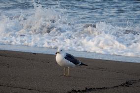 great black-winged seagull standing on beach back to sea