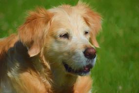 red furry dog, photo painting