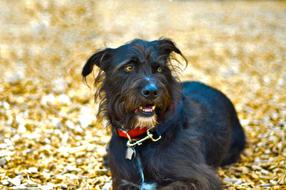 Dog Wolfhound