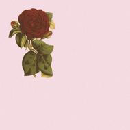 picture background rose pink plant drawing