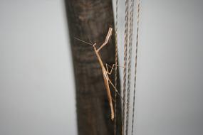 brown Mantis perched rope