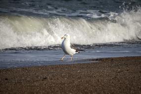 goodly Sea Beach bird