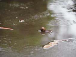 snail in dirty water