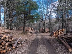 stacks of logs along trail in forest, canada