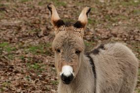 mediterranean donkey