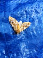 golden moth on a blue surface