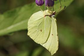 Gonepteryx Rhamni Butterfly