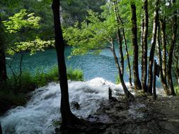 Lake Water Tree