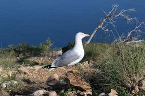 Seagull on rocky coast