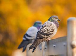 a couple of pigeons sitting on the fence