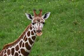 goodly Giraffe Long Neck