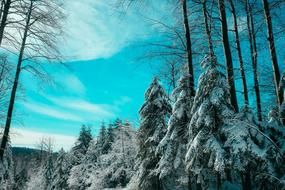 Canada Landscape Winter