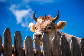 photo of an alpine cow through a wooden fence