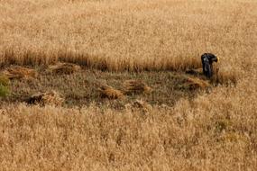 man works with sickle on ripe Wheat Field