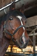 horse in the paddock close-up on a blurred background