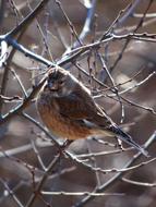 sparrow among the branches in winter