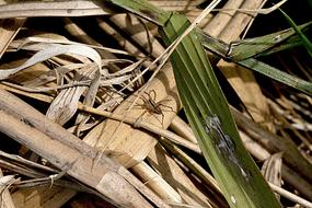 Nature Green Insect