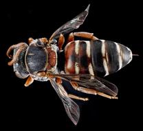 Cuckoo Bee