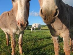 goodly Donkeys Cow Farm