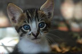 Baby kitten with blue eyes looking straight