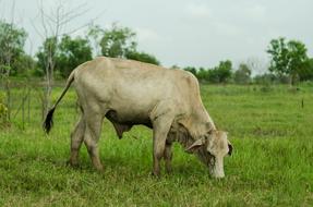 Cow on meadow at farm