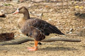 goodly Goose Greylag Bird