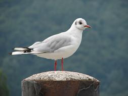 goodly Bird Seagull Water