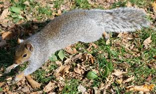 gray squirrel runs on the autumn lawn