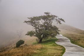 Wood Mountain Fog