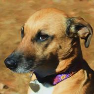 goodly brown dog